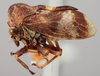 Habitus, lateral view on Ebhul elegans Funkhouser, 1929: (Observation).