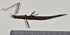 CollectionObject 1558568; NTUC 732, c9758454-56c2-43fd-92c2-00b2d31b54ab: copyright NTUC. female, dorsal view (holotype). (CollectionObject).