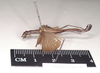 CollectionObject 1575642; NHMUK(SF IMPORT DUPLICATE) 845141, 45894c45-51ae-4578-93ae-958ce2f2d437: copyright Natural History Museum, London. male, lateral view of Orthomeria pandora (paralectotype). (CollectionObject).