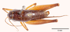 CollectionObject 1523729; d228cabd-fe4c-40ee-b581-141509ab95a0: male, dorsal view (holotype). (CollectionObject).
