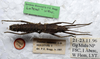 CollectionObject 1561577; 2a19b248-2d35-4a4e-b039-dbdc7a45a59c: copyright LKCNHM, Singapore. female, dorsal view (holotype). (CollectionObject).
