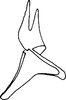 Stylus: Stylus. (Observation).