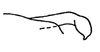 Pygofer appendages on Rugosella obrienorum (Freytag & DeLong, 1971): Male: ventral process of pygofer, ventral view. (Observation).