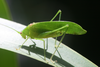 Ectomoptera nepicauda Ragge, 1980: 2013. male (E Usambara, Zigi). (Otu).