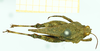 male, dorsal view (syntype). Depicts CollectionObject 1586200; a16c2a67-3b71-454f-b55b-c4c6db1eb34a, a CollectionObject.