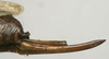 CollectionObject 1566371; eca92889-c694-45c6-8016-9b66589b8fbc: female ovipositor (paratype). (CollectionObject).