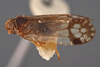 Habitus, lateral view: (Observation).