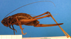 CollectionObject 1502048; 4a9d7bf4-4c2f-4f2f-b804-fdc5ab079146: female, lateral view. (CollectionObject).