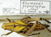 CollectionObject 1498674; fd73a7f8-62fd-4fc1-b4cf-df6186391f27: specimen with labels, dorsal view. (CollectionObject).