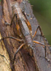 Fig. 12 B. male, dorsal view. Depicts Adapantus (Neoadapantus) pragerorum Naskrecki, 2008, an Otu.