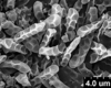 Brochosomes on Dichrophleps Stål, 1869: DP52 | Venezuela Barinas, Reserva Forestal Ticoporo, 230m., 3-10-IV-66, F. Fernandez Y., Luis J. Joli | MIZA. (Observation).