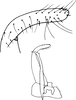 Subgenital plate, ventral view on Agnesiella (Draberiella) quinquemaculata (Distant, 1918): Subgenital plate. (Observation).