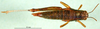 CollectionObject 1502737; 98af9269-593d-4657-9e4f-c57ed7d6db75: female, dorsal view (paratype). (CollectionObject).