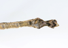 CollectionObject 1590191; USNM(SF IMPORT DUPLICATE) RD–044, fc1f0f9e-1e73-4b5b-b0b5-b68c812a0411: copyright USNM, Washington. male end of abdomen, ventral view (holotype). (CollectionObject).