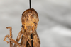 CollectionObject 1537339; 61d365f1-11bd-44b2-ab9d-920770231826: male, anterior view (syntype #2). (CollectionObject).