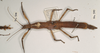 CollectionObject 1559198; 8e5d9e49-4ada-48b3-bb2f-9d7fccc501f8: copyright OUMNH. female of synonym Anophelepis vittatus (syntype). (CollectionObject).
