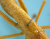 CollectionObject 1542657; 1d40070c-29b1-4e73-8759-b94cad83691b: female tegmina dorsal view (holotype). (CollectionObject).