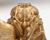 Head: !! display not done !! on Caudibeccus carlota (Myers, 1928): (Observation).