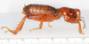CollectionObject 1591156; 87b4931e-2394-4297-968d-02d453e60293: male, lateral view (neotype). (CollectionObject).
