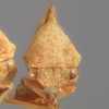 Head on Cyrtolobus woodruffi Ball, 1932: (Observation).