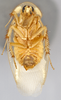 CollectionObject 1569228; 7052bf41-3dd0-4a23-9c5b-a734876ac043: Photo by Heidi Hopkins. Holotype, adult male, ventral habitus. (CollectionObject).