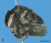 Habitus, lateral view: !! display not done !! on Membracis flexa Walker, 1858: (Observation).