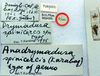 CollectionObject 1517261; dd9501f5-0070-4ee2-8f8c-f0bdda5e1a52: labels (holotype). (CollectionObject).