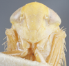 Head on Eutettix (Eutettix) latus Hepner, 1942: Head/Face. (Observation).