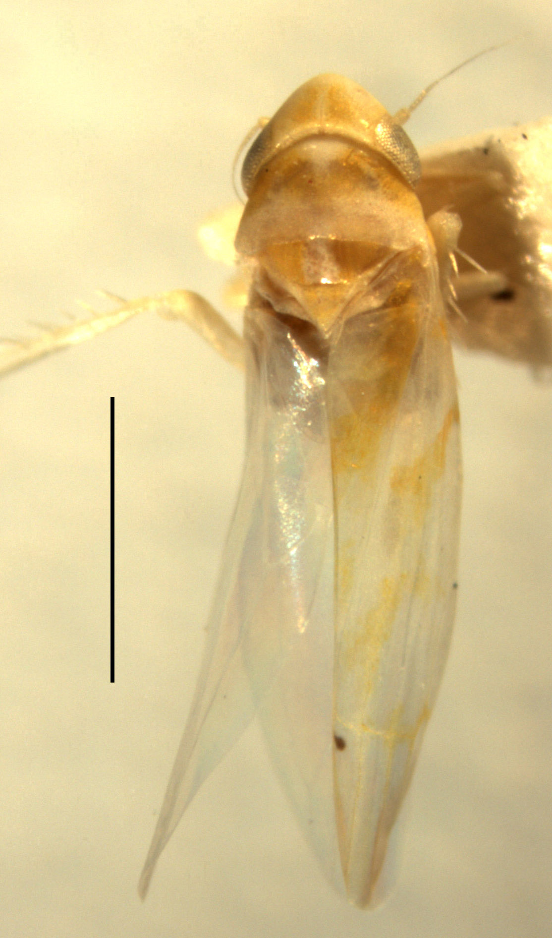 Habitus (holotype of E. custeri Hepner, INHS collection) Depicts Habitus, dorsal view, an Observation.