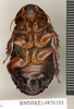 Ancaudellia thomsoni (Kirby, 1903): Copyright Natural History Museum, London. Lectotype (adult female) in BM(NH). Ventral view. (Otu).