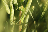 FieldOccurrence 3593; 2ecd693d-e5bb-4f71-b754-674c72583804; Trelew, Laguna Chiquichano, 2023/01/13: female (January 2023). (FieldOccurrence).