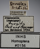 Other on Athysanella (Amphipyga) turgida Ball & Beamer, 1940: Labels. (Observation).