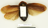 Blaberus fusiformis Walker, 1868: Copyright Natural History Museum, London. Holotype (adult male) in BM(NH). Ventral view. (Otu).