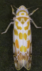 Habitus, dorsal view: !! display not done !! on Typhlocyba quercus (Fabricius, 1777): Habitus (female). (Observation).