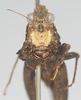 CollectionObject 1516352; 4b2c86d3-cd63-4e68-87cf-c3933ecd1a2d: female, frontal view. (CollectionObject).