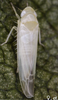 Habitus, dorsal view on Edwardsiana crataegi (Douglas, 1876): Habitus (female). (Observation).
