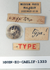 CollectionObject 1595759; 373dc07d-5b18-4c8f-8b11-2eaada3436d3: labels (syntype). (CollectionObject).