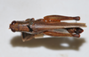 CollectionObject 1533429; 4d810f66-2626-4400-ac5f-3223257ee5af, USNM #9749: male, dorsal view (lectotype). (CollectionObject).