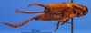 CollectionObject 1505324; 5703e2a4-16c8-4870-bec7-b41e7b232a14: female, lateral view (syntype). (CollectionObject).