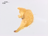 CollectionObject 1578184; 128110a9-e4bf-4185-ad0a-ffc42367703e: male cercus. (CollectionObject).