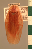 Brephallus fruhstorferi (Shelford, 1910): Copyright UMO, Oxford. Type, dorsal view. (Otu).