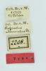 CollectionObject 1531870; 1d0f0300-54ba-421f-a28d-7fb3256723c3: labels (female holotype). (CollectionObject).