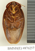 CollectionObject 1572874; c6b01086-3330-4a31-ae34-d33d13bf0e1a: Copyright Natural History Museum, London. Non-type (adult male) in BM(NH). Ventral view. (CollectionObject).