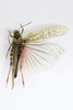 CollectionObject 1591785; b4b4f4b7-7ba8-496a-88c6-5f7719396d30: male, dorsal view (neotype of Oedipoda rhodopa). (CollectionObject).