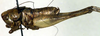 CollectionObject 1576345; b203f00d-a792-4bcb-a266-9ee287286858: male, lateral view. (CollectionObject).
