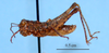 CollectionObject 1513360; 43387847-0019-48d8-8d7f-e12dcf0b1002, MLP3440/3: male, lateral view (paratype). (CollectionObject).