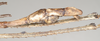 CollectionObject 1563490; de07c452-751f-4685-9c42-1435f6cd9768: copyright natural History Museum, London. (CollectionObject).;CollectionObject 1563491; 50291e33-5ce1-404b-be41-102db5fb136b: copyright natural History Museum, London. (CollectionObject).
