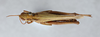 CollectionObject 2765723; 0952926e-ce6e-437b-9fc8-79132e734eb3: Orphulella pelidna. (CollectionObject).