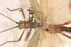 CollectionObject 1558284; 9fc7ed33-3550-471f-8e14-9c3838d7ce4c: copyright OUMNH. female: head & thorax, dorsal view (syntype). (CollectionObject).;CollectionObject 1558285; ad47c116-5c57-4e7d-af86-1e2d66166cd2: copyright OUMNH. female: head & thorax, dorsal view (syntype). (CollectionObject).