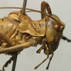 CollectionObject 1535227; ef3d83c7-fa96-4d71-a453-94766ada6941: male head and pronotum, lateral view (lectotype). (CollectionObject).